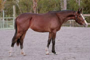 2009-Foals/1-Lyka-conf-2-yrs_72.jpg
