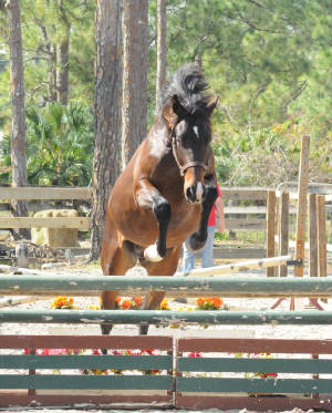 2009-Foals/1BR-Jump-Chute-5_72.jpg