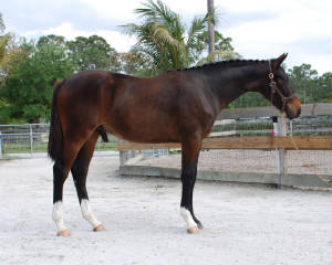2009-Foals/72-BR-Conf-1.jpg