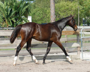 2009-Foals/72-BR-Trot-3.jpg
