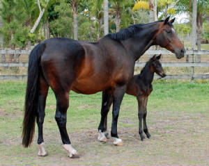 2009-Foals/72-Lexi-presenting-her-new-.jpg