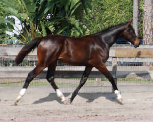 2009-Foals/72_BR_Trot.jpg