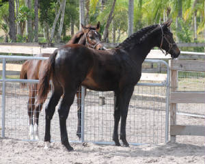 2009-Foals/Atti-BR-visiting-72.jpg