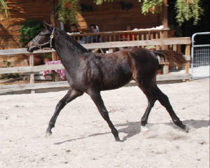 2009-Foals/Atti-pushing-trot.jpg