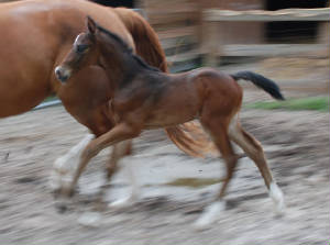 2009-Foals/BR-running72.jpg