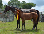 2012Foals/1-Maddie-BWP-72-fixed.jpg