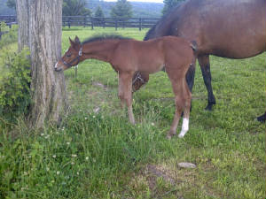 2012Foals/Paige_filly.jpg