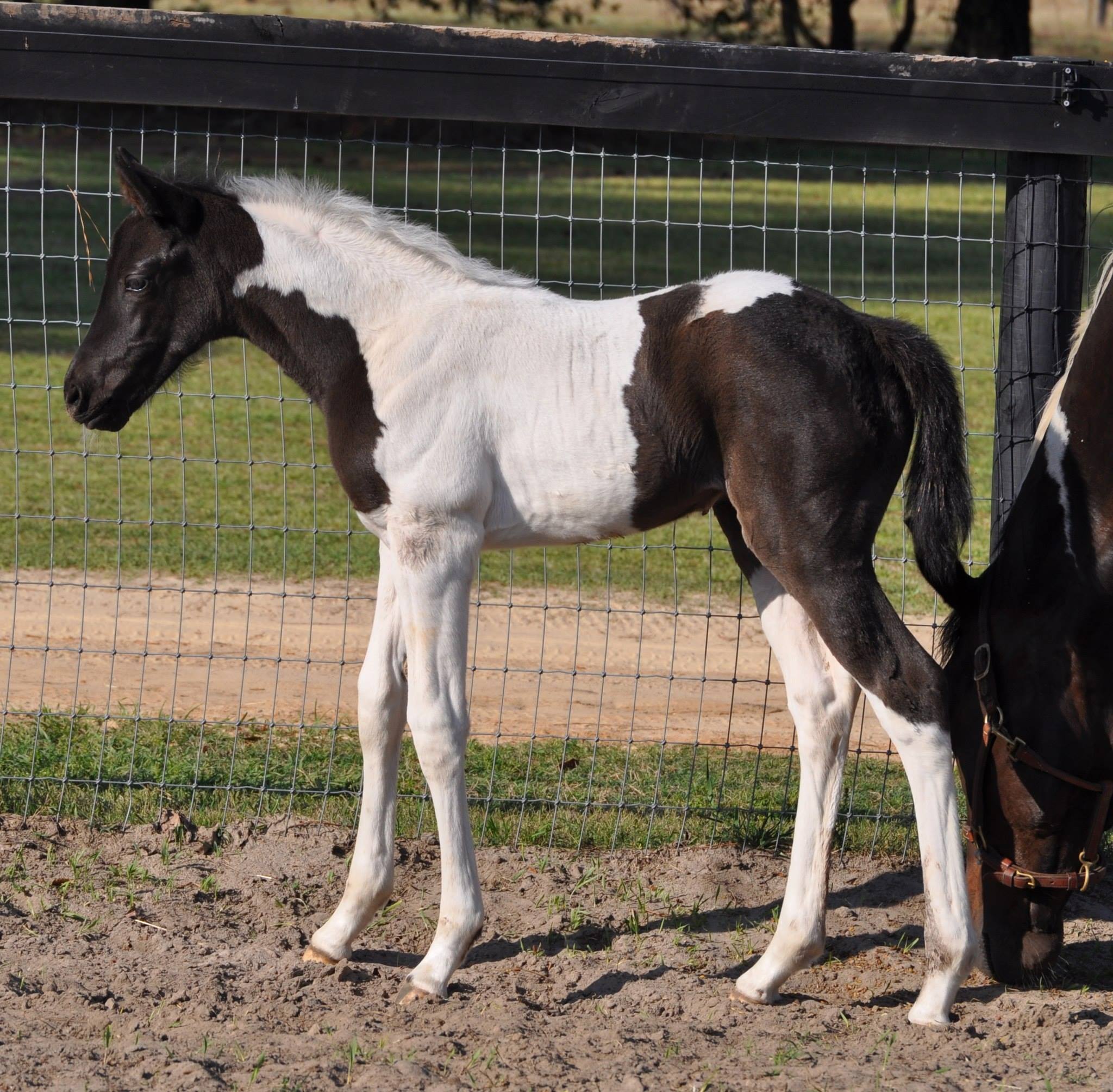 Foals2014/BaltAmour-filly-Daphne5.jpg