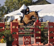 Mares/lola_red_oxer_edited-1.jpg