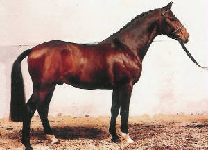caretino stallion