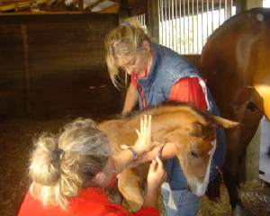 Services/injectionfoal.jpg